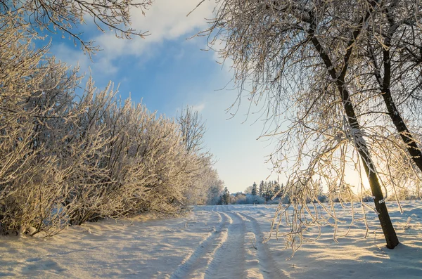 Träd täckta med rimfrost mot den blå himlen — Stockfoto