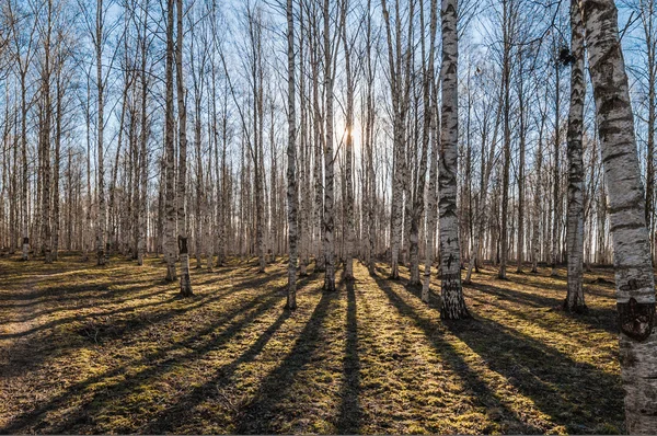 Březové dřevo na jaře — Stock fotografie