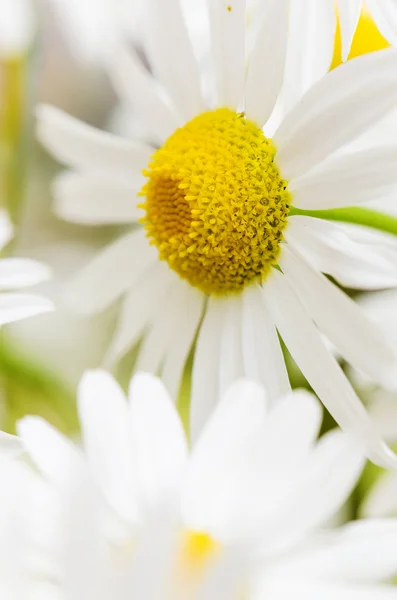 Bouquet of wild daisies, close-up — Stock Photo, Image