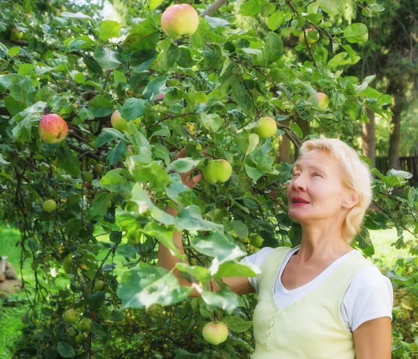 Portrait of a woman collecting apples in the garden — Stock Photo, Image