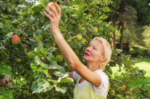 Portrait of a woman collecting apples in the garden — Stock Photo, Image