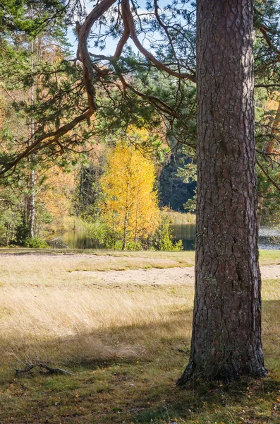 जंगलात शरद ऋतू लँडस्केप — स्टॉक फोटो, इमेज