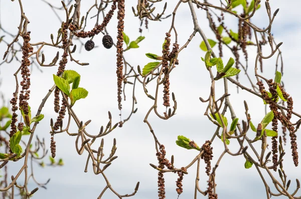 Ramas de aliso con brotes y hojas sobre un fondo del cielo. Primavera —  Fotos de Stock