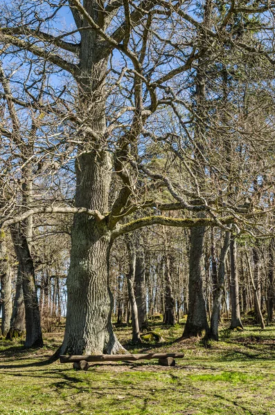 Starý dub na jaře v parku, blízko nahoru — Stock fotografie