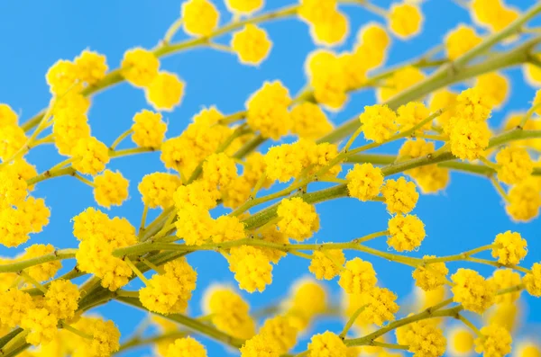 Blommande mimosa, en nära upp — Stockfoto