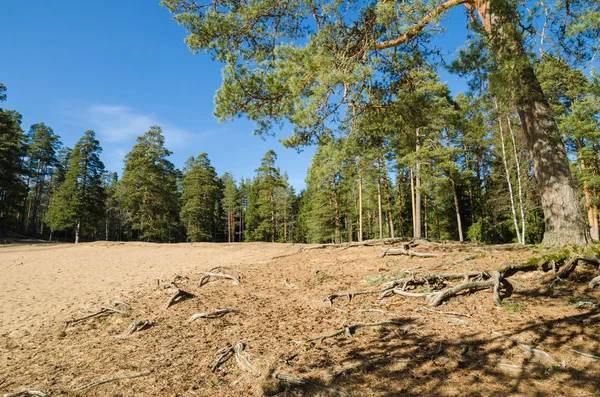 Voorjaar landschap in een Baltisch woud — Stockfoto