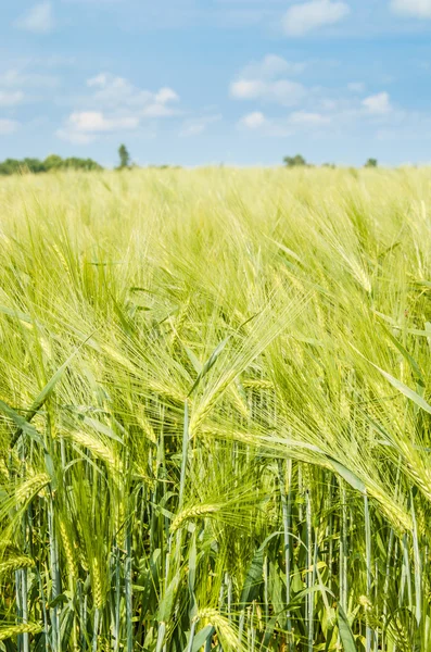Молодая пшеница на землях — стоковое фото