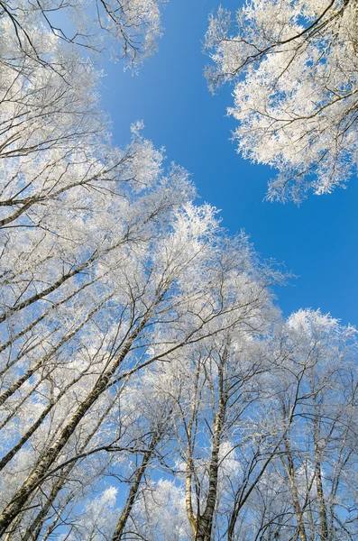 Ağaçlar gökyüzü karşı hoarfrost kaplı üst kısımları — Stok fotoğraf