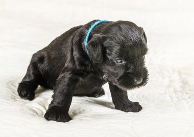 Küçük puppi doğurmak Minyatür Schnauzer