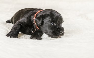 Küçük puppi doğurmak Minyatür Schnauzer
