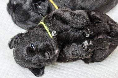 Küçük puppi doğurmak Minyatür Schnauzer