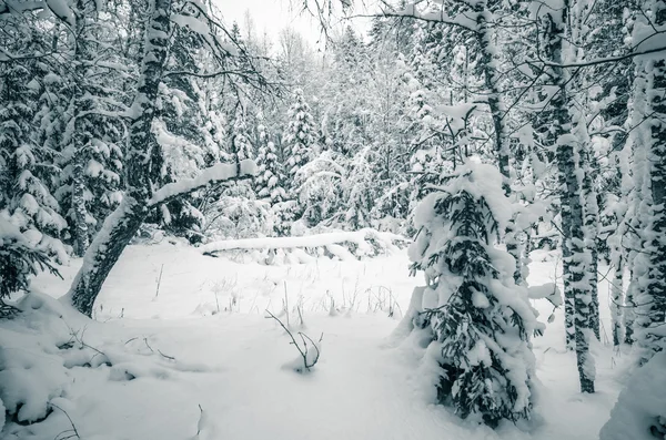 冬の雪は木を覆っていた。エストニアのヴィイトナ. — ストック写真