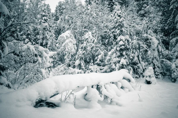 A neve de inverno cobriu árvores. Viitna, Estónia . — Fotografia de Stock