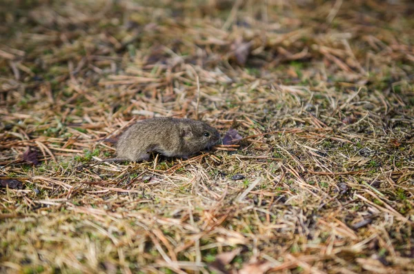 Rato vole, close-up — Fotografia de Stock