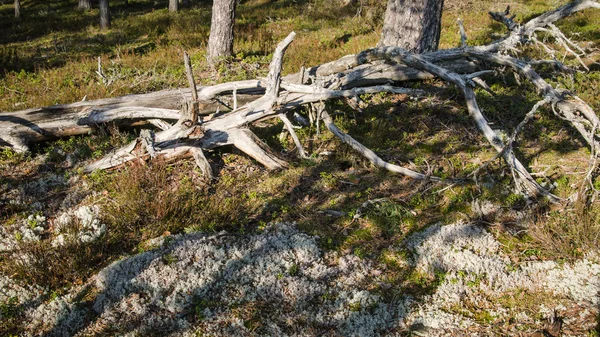 Groteskní suché stromy v lese na jaře — Stock fotografie