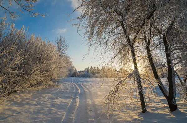 树木覆盖着白霜对蓝蓝的天空 — 图库照片