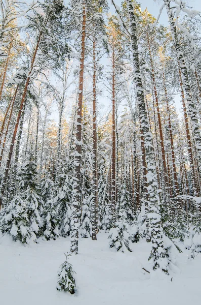 Wintersneeuw bedekt bomen. Viitna, Estland. — Stockfoto