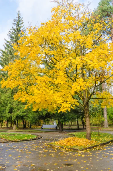 Klon z żółtymi liśćmi w jesienny park — Zdjęcie stockowe