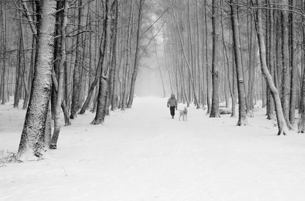 雪の降る冬の路地に犬と女性 — ストック写真