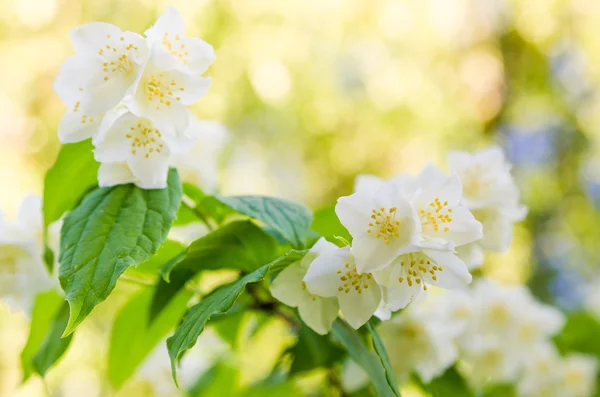 Arbusto de jazmín floreciente, primer plano —  Fotos de Stock
