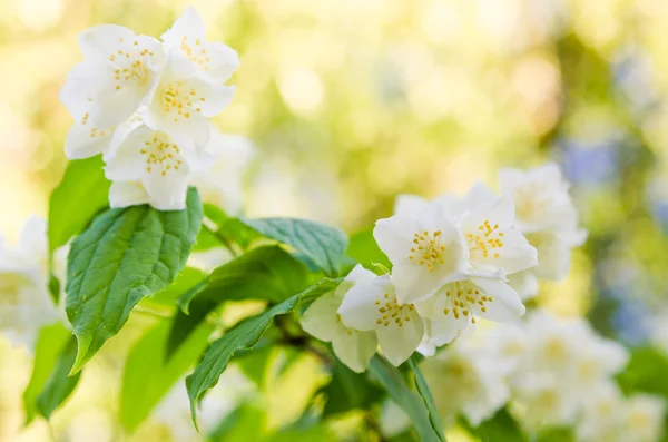 Blühender Jasminstrauch, Nahaufnahme — Stockfoto