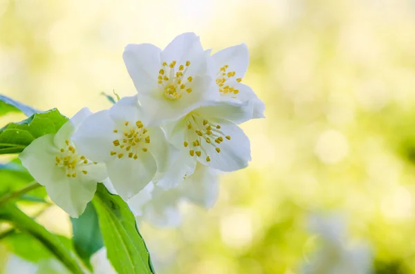 Blühender Jasminstrauch, Nahaufnahme — Stockfoto