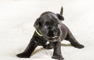 Küçük puppi doğurmak Minyatür Schnauzer