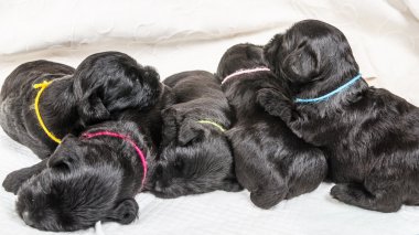 Küçük bir grup puppi doğurmak Minyatür Schnauzer