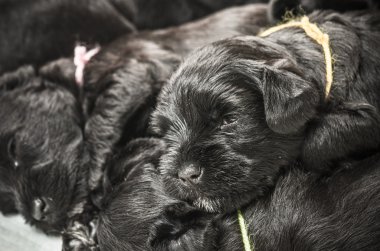 Küçük bir grup puppi doğurmak Minyatür Schnauzer