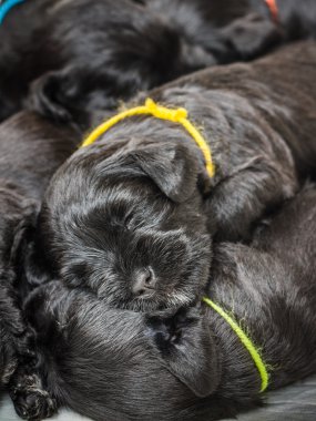 Küçük bir grup puppi doğurmak Minyatür Schnauzer