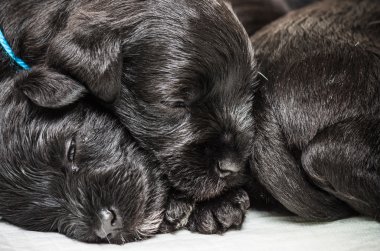 Küçük bir grup puppi doğurmak Minyatür Schnauzer
