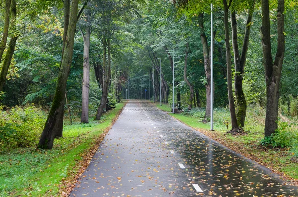 Allée aux feuilles tombées dans le parc d'automne — Photo