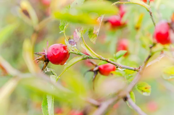 Gouttes de pluie sur les hanches baies — Photo