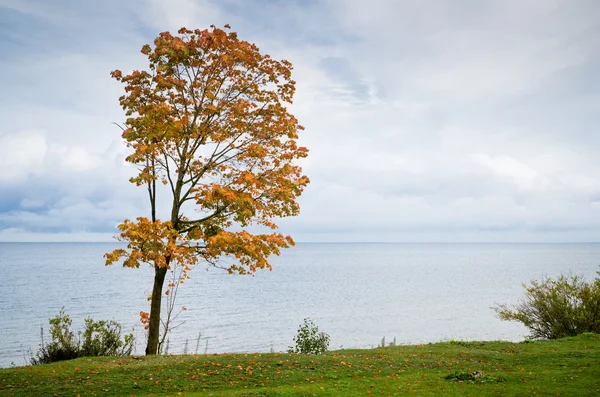 Maple met gevallen naar beneden bladeren op Zeekust — Stockfoto