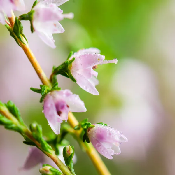 Gotas de orvalho nas flores de urze — Fotografia de Stock