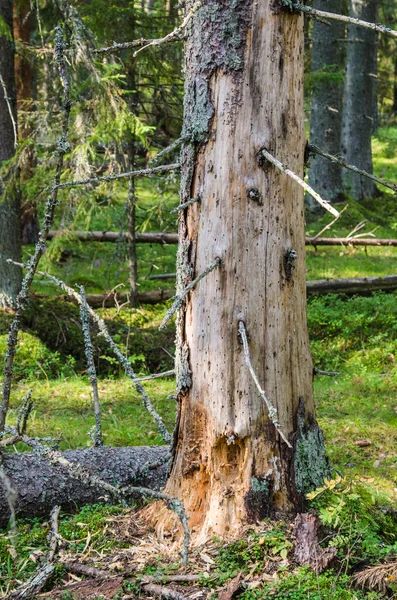 Albero nocivo del legno danneggiato nella foresta, primo piano — Foto Stock