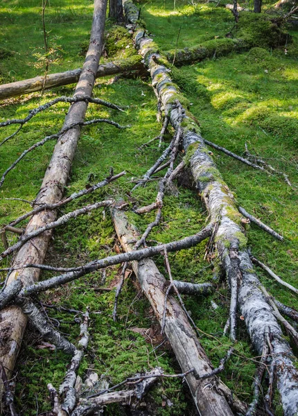 Danni parassiti del legno e alberi caduti nella foresta — Foto Stock
