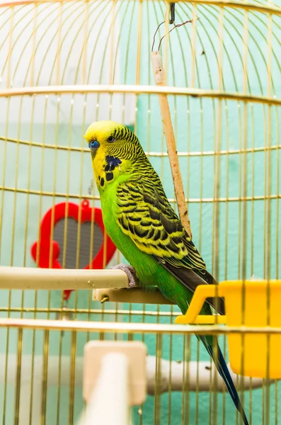 Il verde domestico budgie nella gabbia su una perchia — Foto Stock