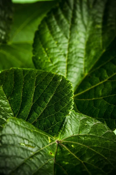 Folhas de tília, close-up — Fotografia de Stock