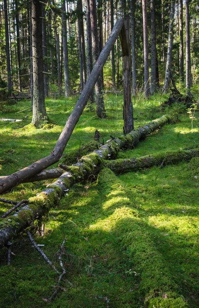 Beschadigde hout plagen en omgevallen bomen in het bos — Stockfoto