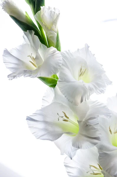 Witte bloei gladiolen, het is geïsoleerd — Stockfoto