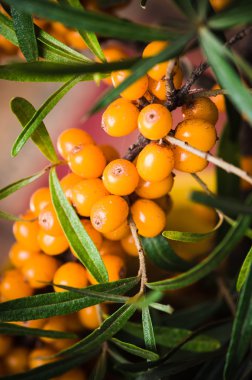 Cehri şube çilek ile