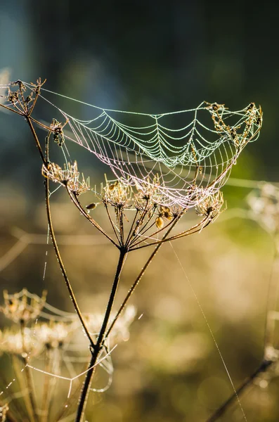 Tautropfen auf einem Netz, das vom Morgenlicht erhellt wird — Stockfoto