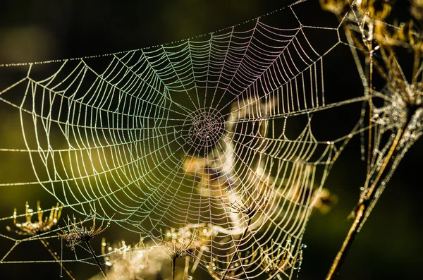 Tautropfen auf einem Netz, das vom Morgenlicht erhellt wird — Stockfoto