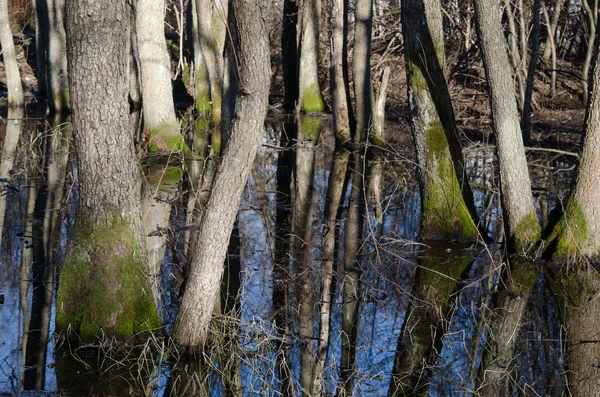 Bahar manzara, sel suları ağaç gövdeleri — Stok fotoğraf