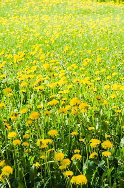 Un champ de pissenlit jaune — Photo