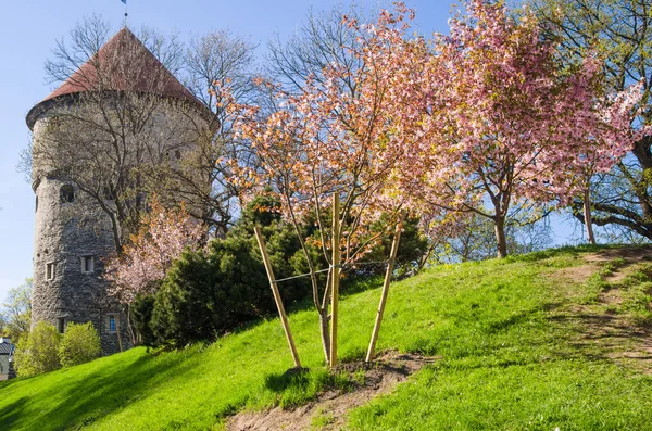 Weergave van het oude Tallinn mooie lentedag — Stockfoto