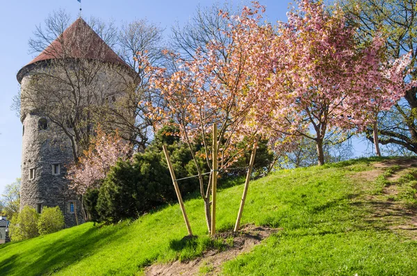 Pohled na starý Tallinn krásný jarní den — Stock fotografie