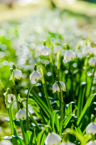 Snowdrops Primavera branco, close-up — Fotografia de Stock