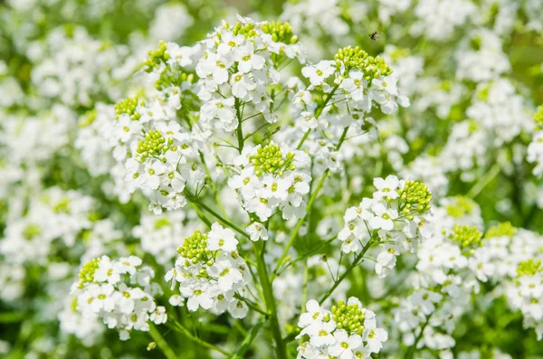 Small white flowers of horseradish, close-up — Stock Photo, Image